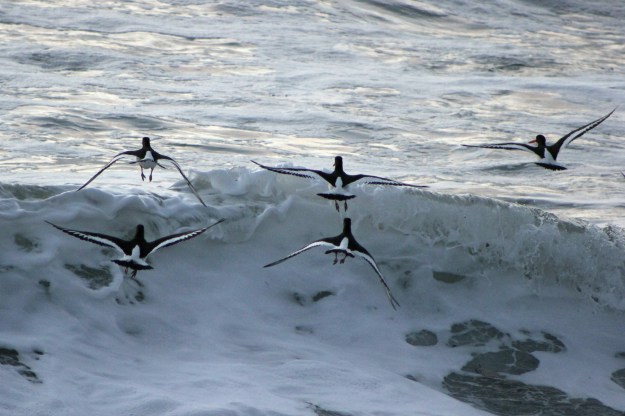 Oystercatcher6