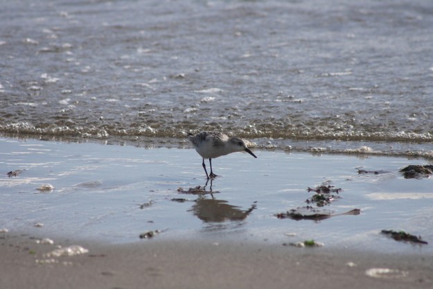 Sanderling2