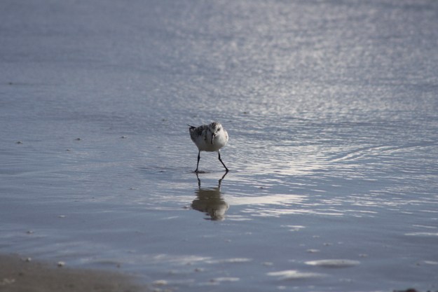 Sanderling3