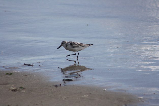 Sanderling4