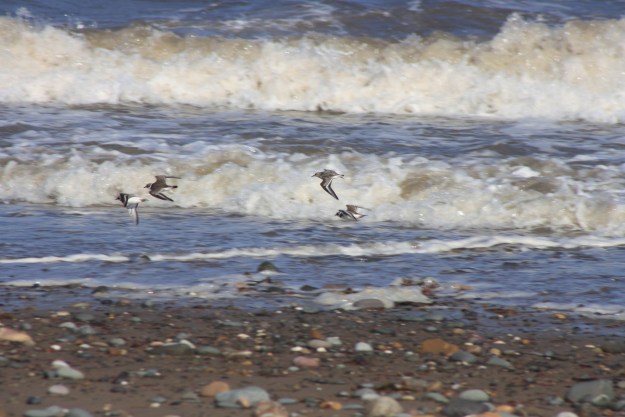 Ringed plover