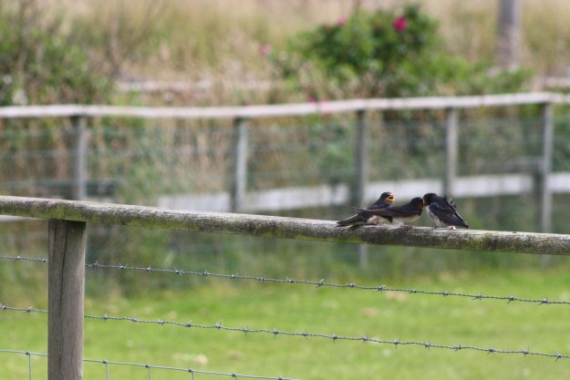 Swallows2