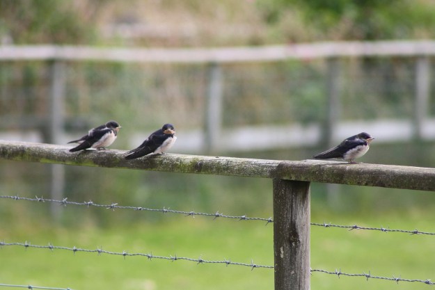 Swallows3