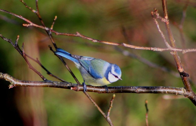 Blue Tit1