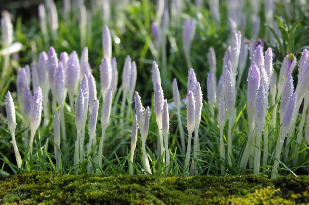 Crocus2