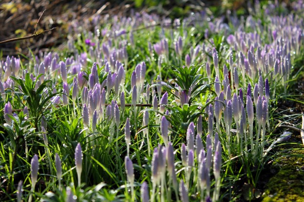 Crocus3