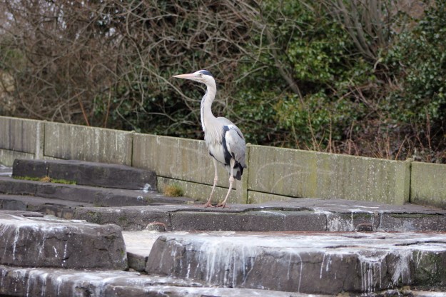 Heron5