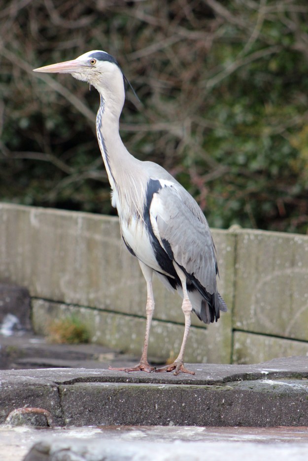 Heron6