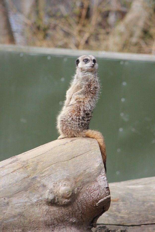 Meerkat1