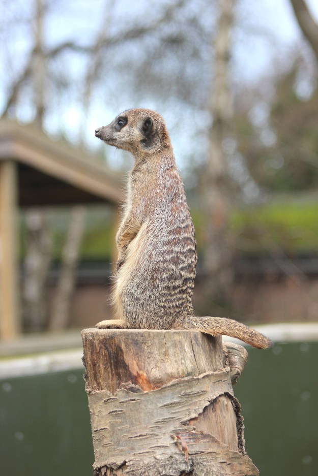 Meerkat2