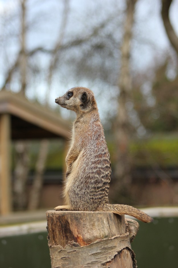 Meerkat3