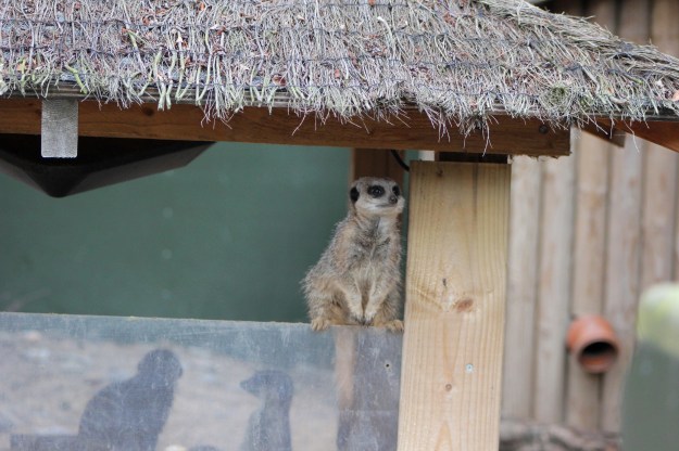 Meerkat7