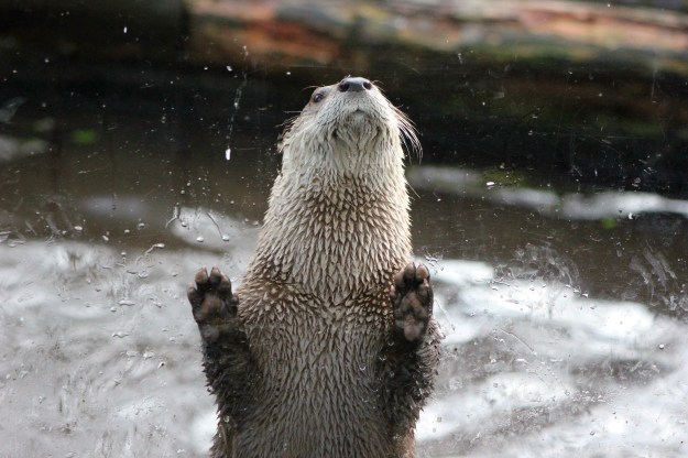 Otter2