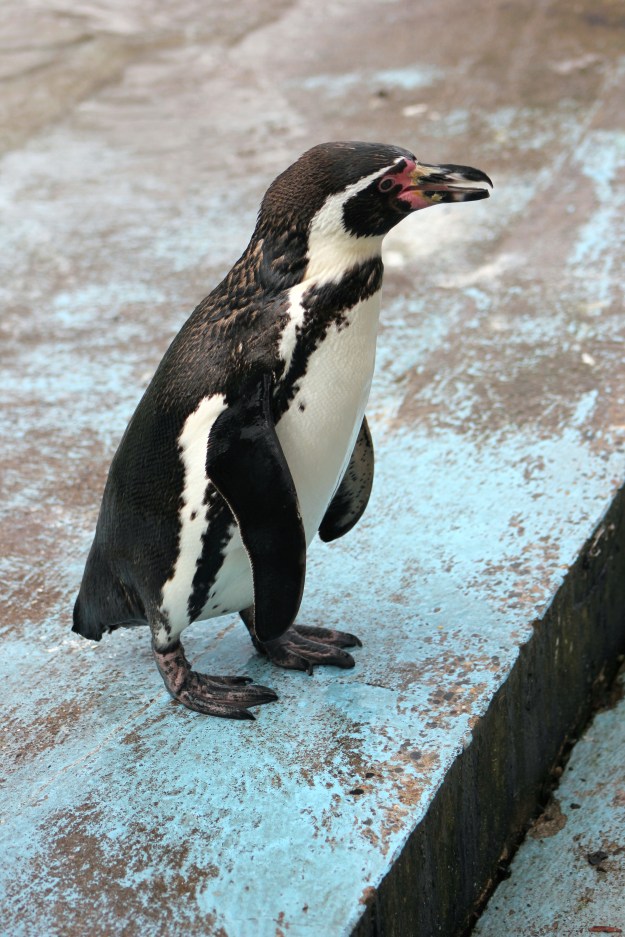Penguin4