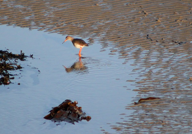 Redshank