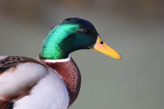 Mallard7