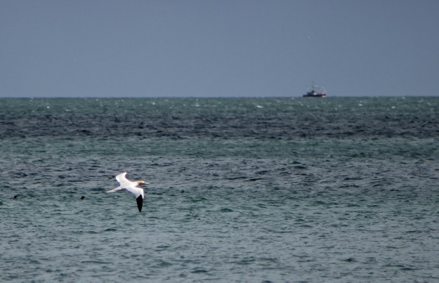 Gannet13