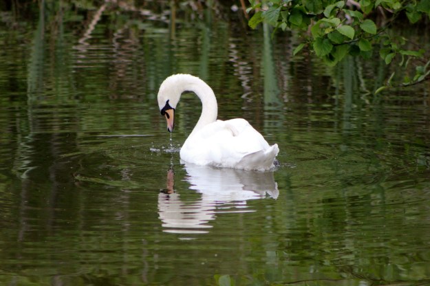 Swan1