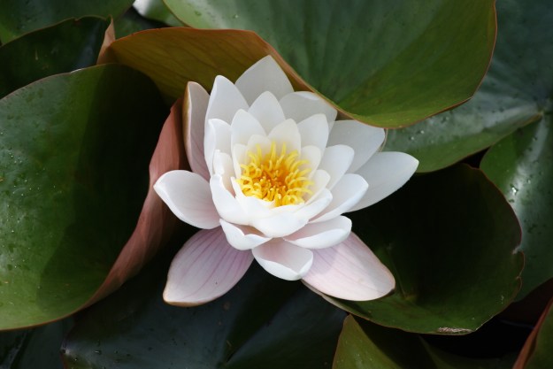 Water lily