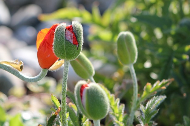 Emerging poppies