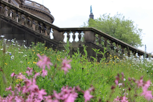 City wildflower meadow3