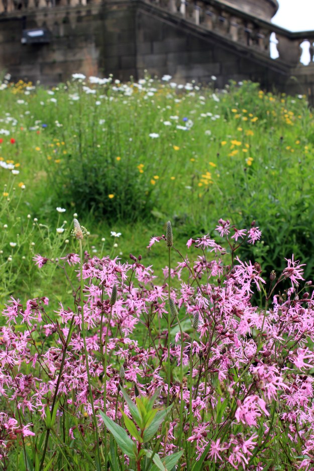 City wildflower meadow4