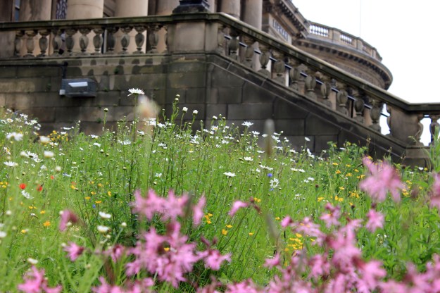 City wildflower meadow5