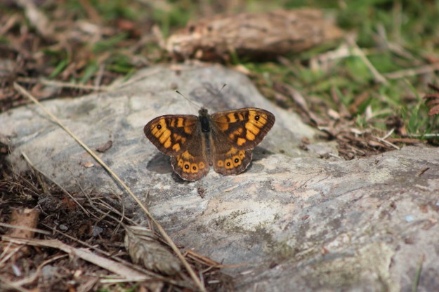 Wall brown
