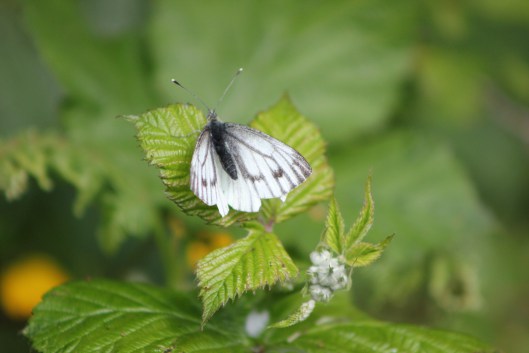 green-veined-white