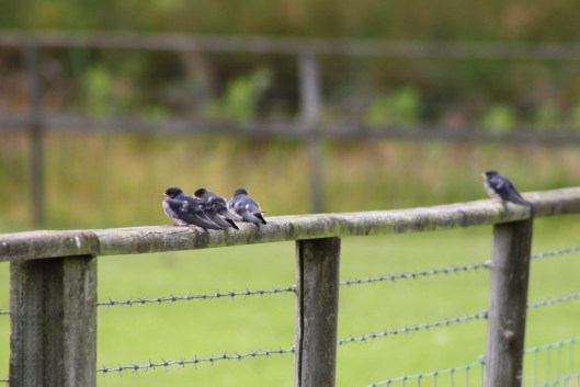swallows4